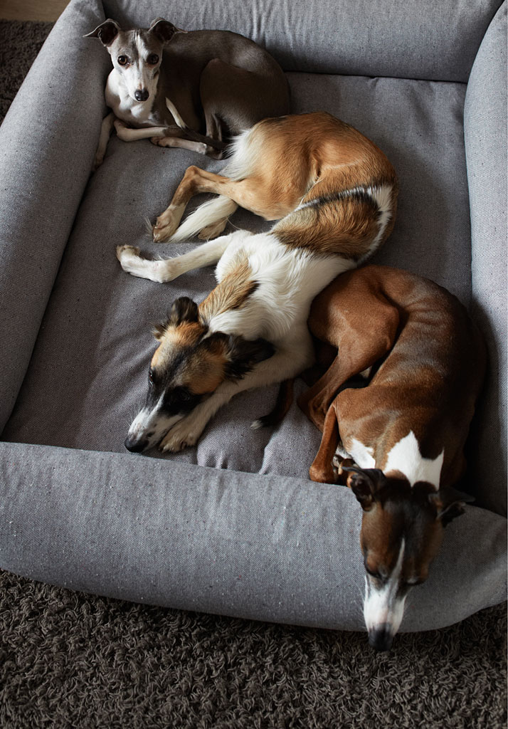 Harry, Fritz and Gretel on a SLEEPY Deluxe dog bed, photo © Janne Peters.