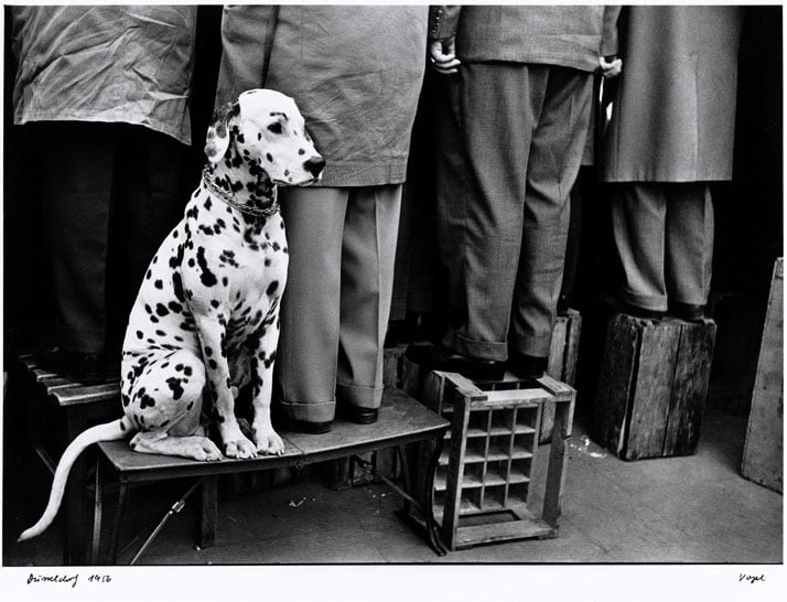 Walter Vogel: Dalmatian... Not Interested in Football, Düsseldorf 1956. © Walter Vogel.