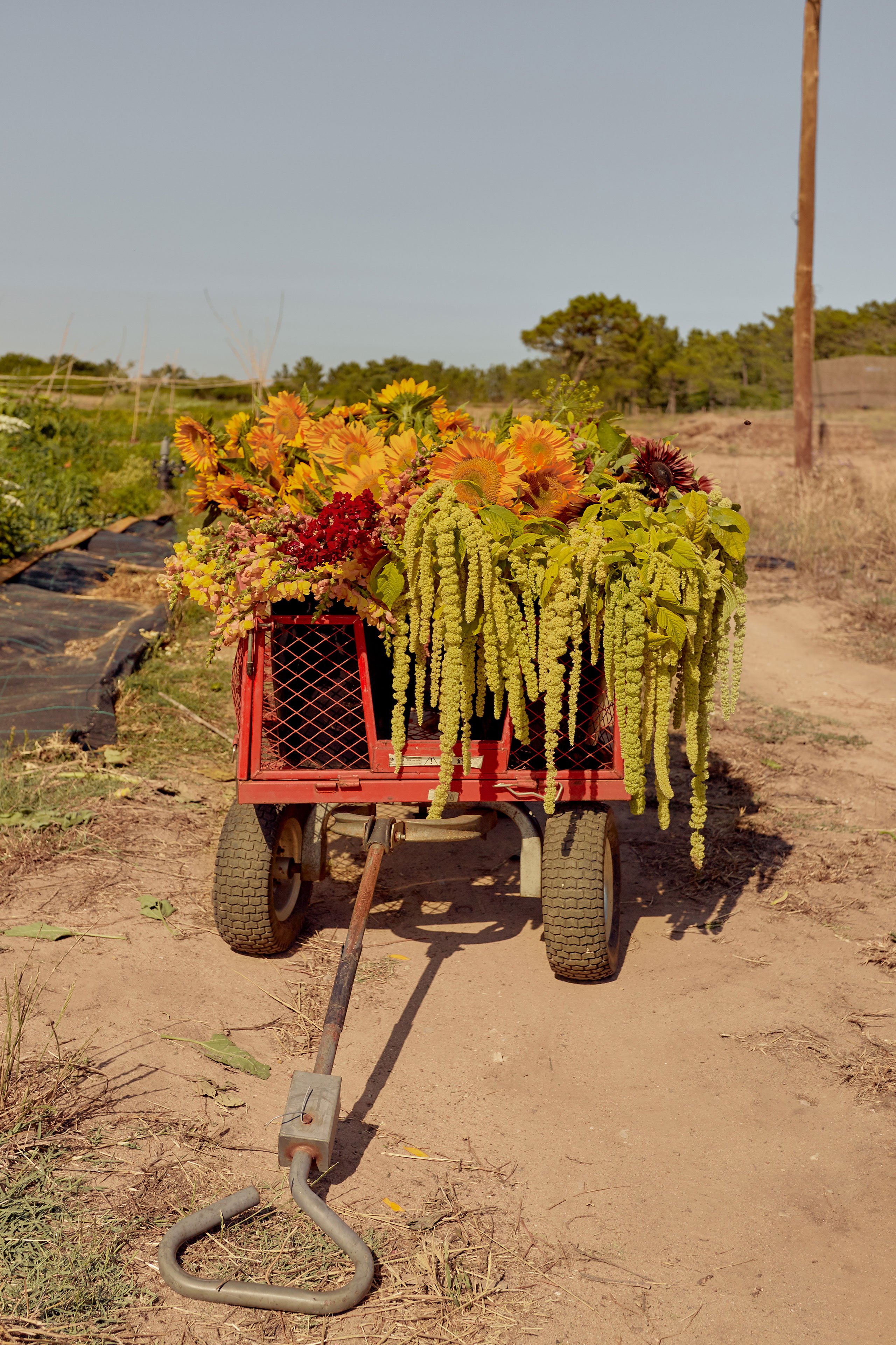 Friends of a Farmer, Herdade do Meco, Portugal. © Slowness.