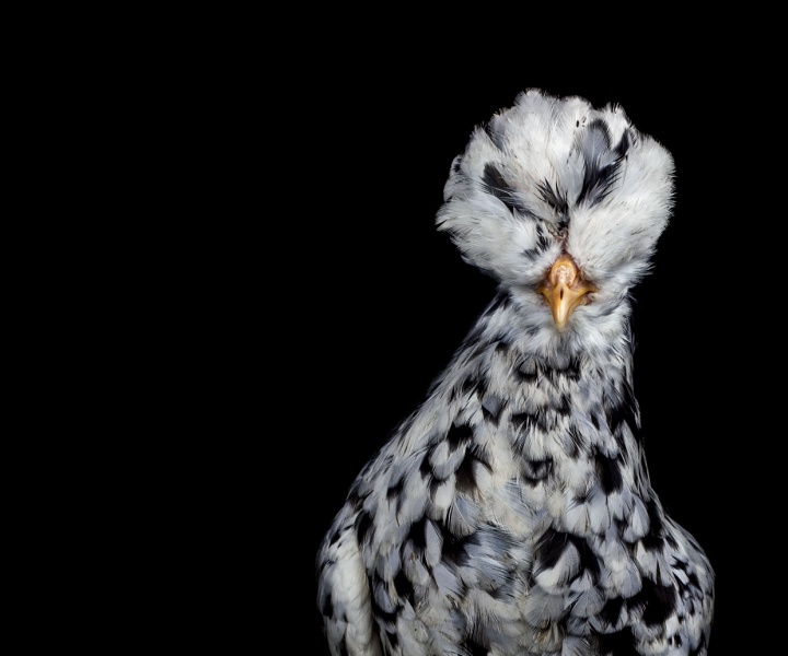 The Astonishing 'Animalia' Photo Series By Ernest Goh