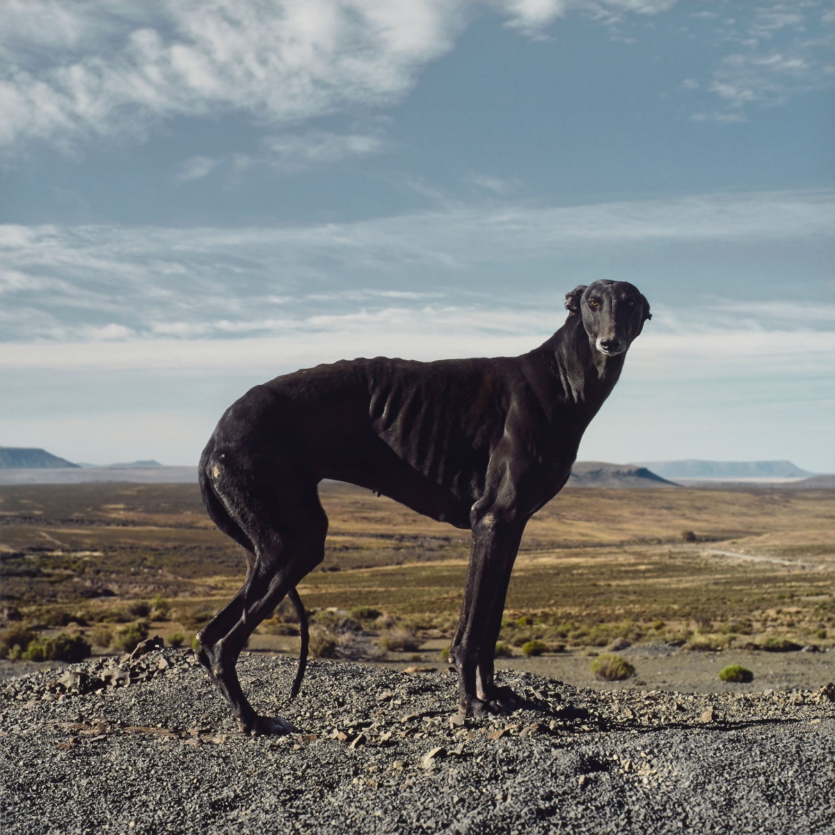 аборигенные породы собак с фотографиями