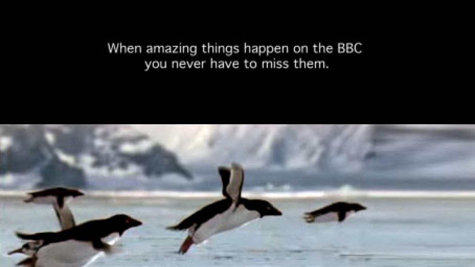 flying penguin screensaver story